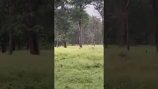 Tiger in rain #kabini #tiger #viralshort #viralvideos #shortsviral #shorts #kabiniforest #kabini