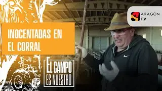 &iquest;Est&aacute;n de inocentadas en el corral o no?