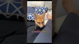 Est&aacute; ni&ntilde;a comparte su comida con este zorro hambriento pero despu&eacute;s el har&aacute; esto para agradecerle