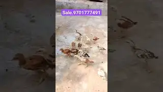 metta vatam chicks sale 9701777491