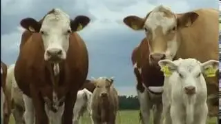 Regionale Qualit&auml;t bei Fleischerei Kadach