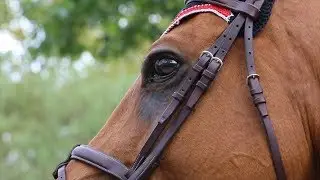 Top Level Show Jumping! The American Gold Cup Sept 26-30th in New York