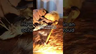 The fact the humans mated Neanderthals into extinction... is something else | Lapedo Child