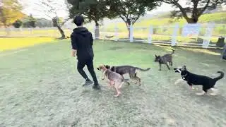 Mary’s Doggies - Coco at Park