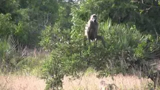 Gorongosa Safari with Gil Huo