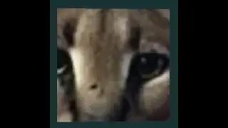 FloppaCube using OpenGL with PyOpenGL