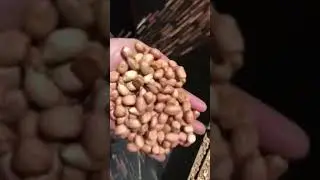Taiho Peanuts without Shell Sorting Solutions