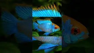 The Electric Blue Ram (Mikrogeophagus Ramirezi) | Amazing Aquatics