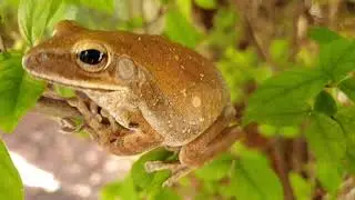 Frog On The Tree @Firsttimebyncn