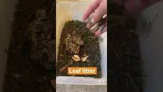 What do isopods eat?#bug#bugs#isopods#bioactive#pet#pets#fyp#short#shorts#shortsfeed#wood#reptile!