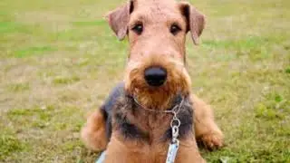 The Information And History of The Airedale Terrier