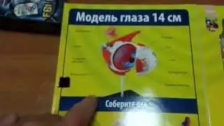 Глаз Анатомический набор 14 см. EDU-TOYS