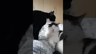 #ASMR #ASMRCATS #Groom                 ASMR CAT: no talking, grooming