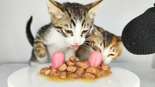 Kittens Eating Sausage & Wet Cat Food ASMR