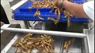 Efficient Bubble Washing for Fresh Produce &ndash; Watch Full Operation Demo