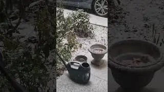 #beautiful #winter #scene #naturelovers #snow #uk #frozen #patiopond #tree #frost #garden #snowing