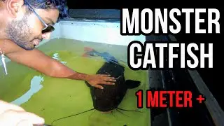 Catching MONSTER FISH in Cairns, AUSTRALIA !!! Cairns Aquarium and Daintree Rainforest !!!