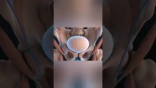 Rectal Prolapse Visualized in 3D