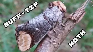 Amazing Buff-tip moth from Europe: Phalera bucephala (Notodontidae)