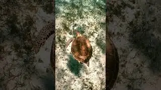🥰Witness the Breathtaking Green Sea Turtle's Glide in Crystal Clear Ocean