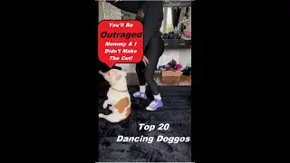Top 20 Dancing Doggos
