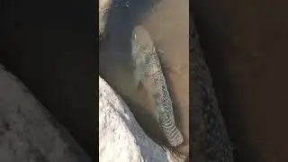 Tilapia fish hunting #trending #shorts #ytshorts #viralvideo #viralshorts #tilapia_fish