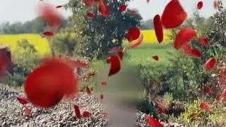 New viral video editing// flower editing video #shortvideo #edit #capcutedit #viralvideo 