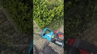 Euonymus Green Spire trim with the Makita UH008G - Via @poelonline #makita #shorts