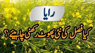 Regrowth of Raya during Maturity || Crop Informer