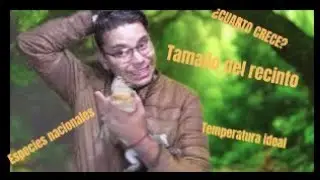 Todo lo que debes saber al comprar un cocodrilo/caimán