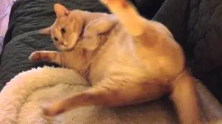 Fat cat trying to flip over ~ The Baron