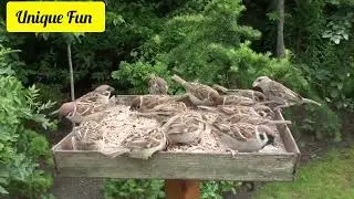 Sparrow are Small Sociable Birds