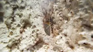 Chelinidea vittiger Cactus Coreid