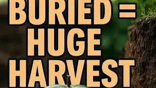 I buried this under my watermelon biggest harvest ever