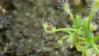 Drosera scorpioides