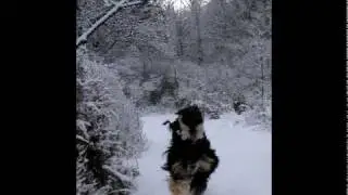 Max, my happy afghan hound, trained