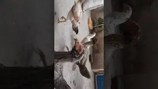 tuni naatu kodulu