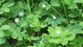 Stellaria nemorum 200516