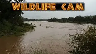 African Wildlife cam 2026 | Week 2 : Floods