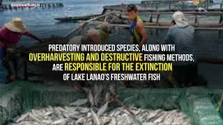 Another 31 species go extinct says IUCN