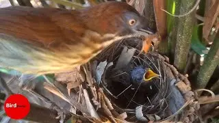 BAMBOO-Dwelling Birds Begin to Grow Up 