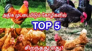 அதிக முட்டையிடும் கோழிகளில் சிறந்தது எது?|| அதிக முட்டையிடும் கோழிகளை பற்றிய தகவல்கள்||RMR FARMS ||