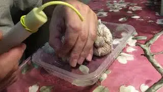 Кормим вручную птенцов смеющихся горлиц.
