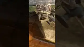 turtle anton shedding some skin
