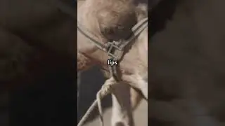 Camel Secrets You Never Knew!