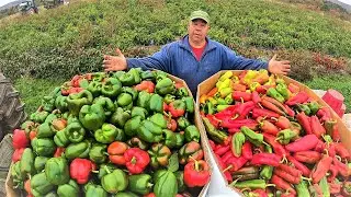 Last vegetable harvest of 2021 and its a big one!