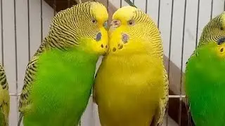 Australian beautiful bird's sounds 
