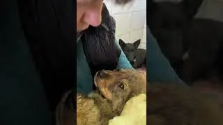 Емелька 🤗