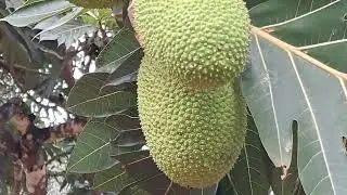 #Breadfruit/#kadachakka  or #Artocarpus altilis /#Curry Pala  tree 🌳  from #my garden 🌳🌳🍈🍈😍&hearts;️