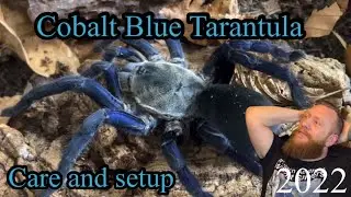 Cobalt Blue Tarantula / Cyriopagopus lividus care and setup / old h.lividum #tarantula